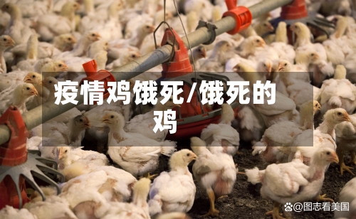 疫情鸡饿死/饿死的鸡-第2张图片