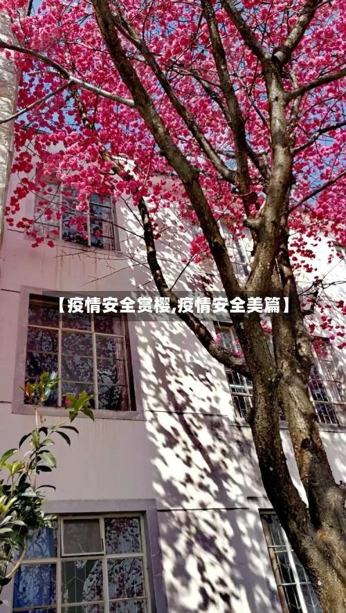 【疫情安全赏樱,疫情安全美篇】