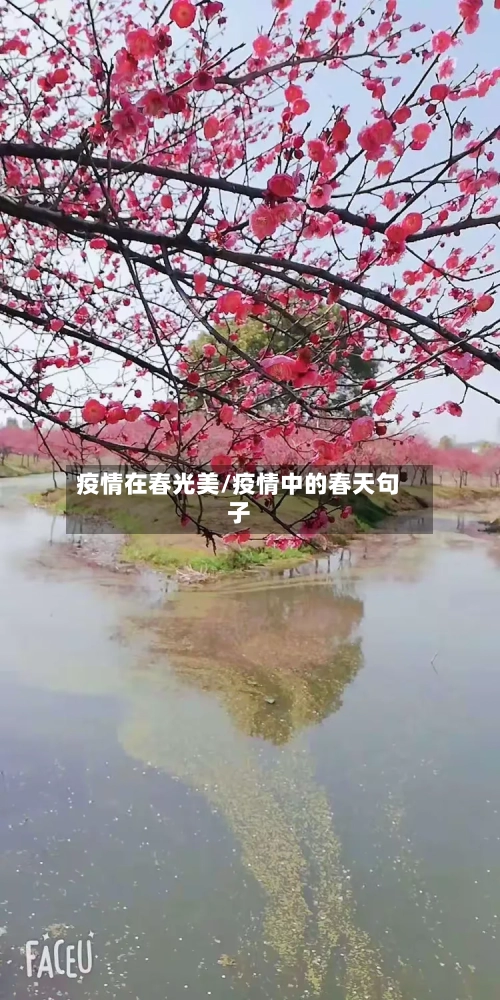 疫情在春光美/疫情中的春天句子