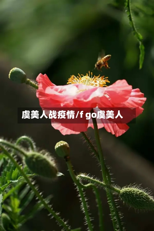 虞美人战疫情/f go虞美人-第2张图片
